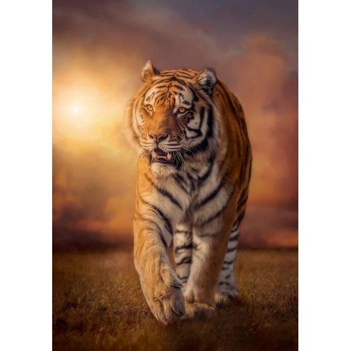 Clementoni: Puzzle 1500 Pices - Tiger