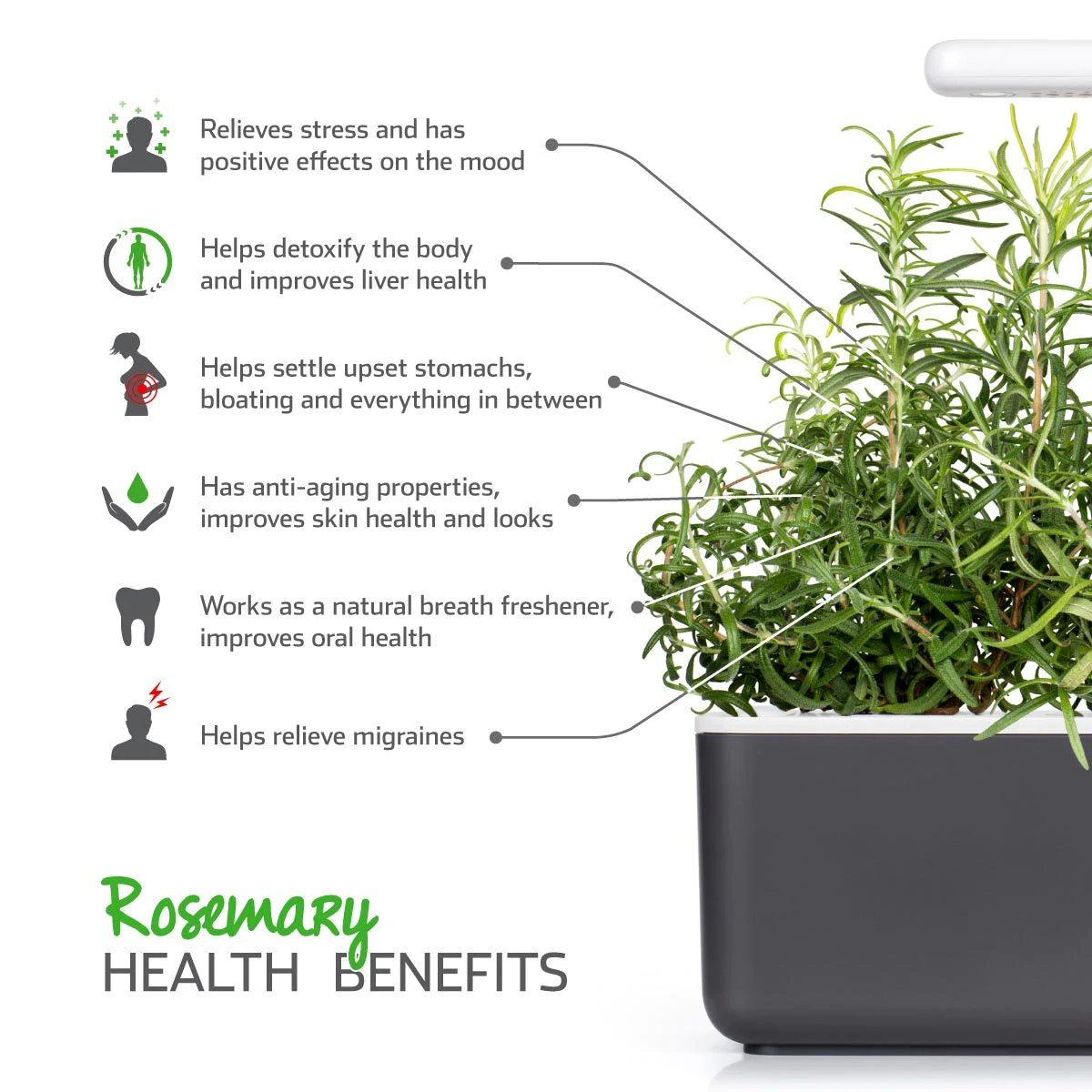 Click & Grow Rosemary plant pods